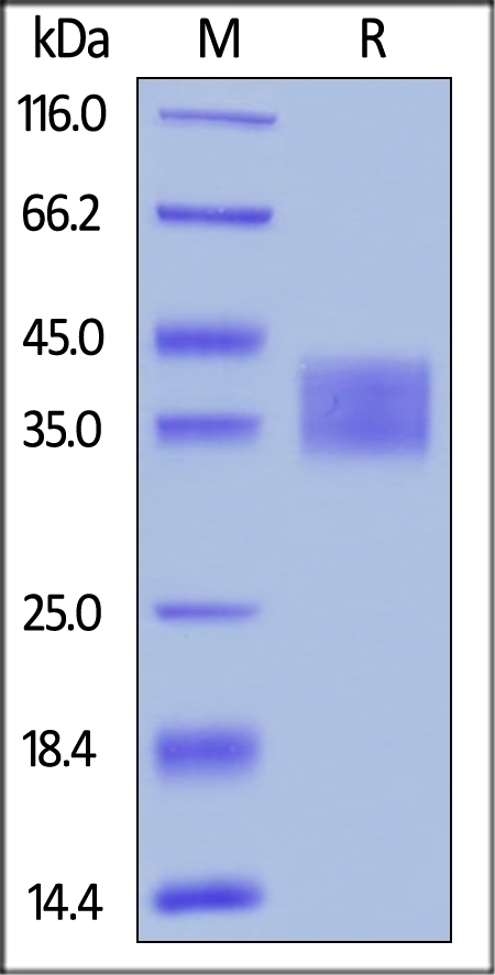 CD25 Recombinant Protein