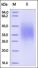 IL18 BP Recombinant Protein