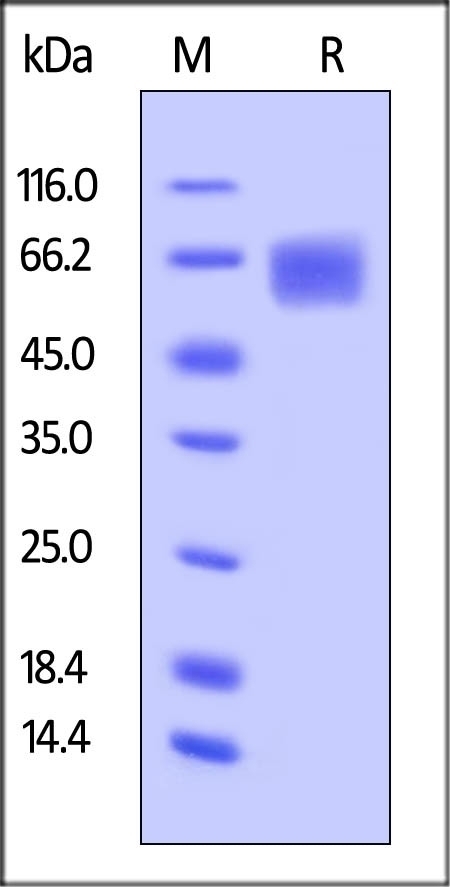 CD126 Recombinant Protein