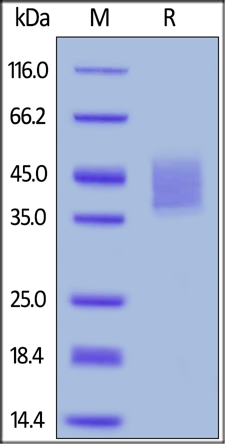 CD124 Recombinant Protein