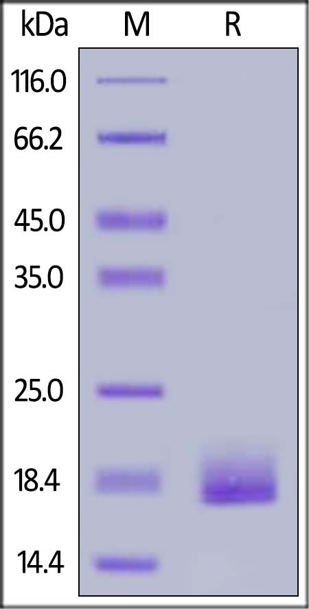 LAIR2 Recombinant Protein