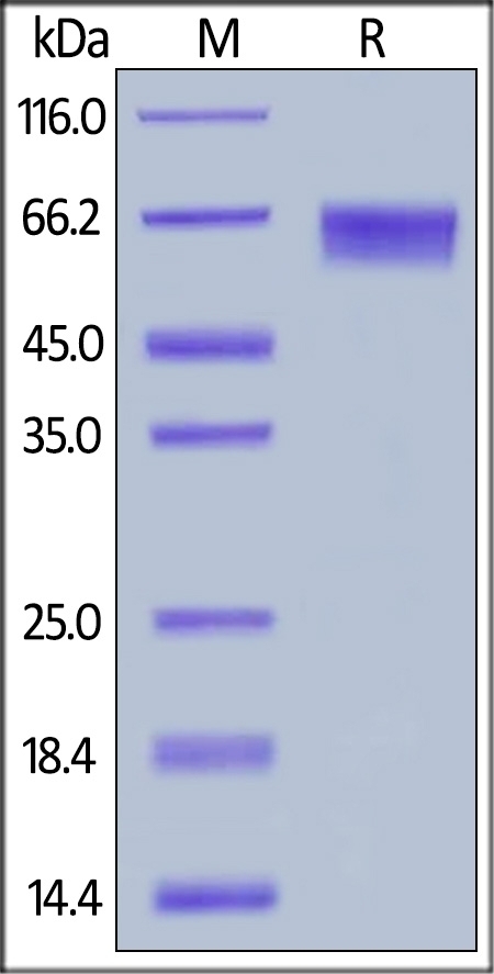 LILRB2 Recombinant Protein