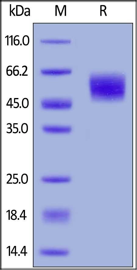 MICA Recombinant Protein