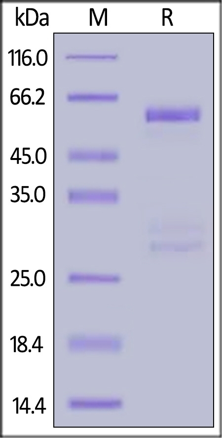 MMP1 Recombinant Protein
