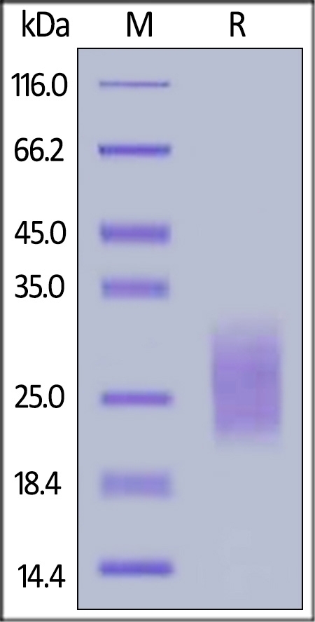 NCR3 Recombinant Protein