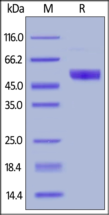 NCR3 Recombinant Protein