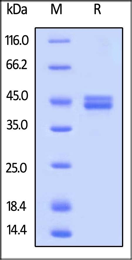 IL12 B Recombinant Protein