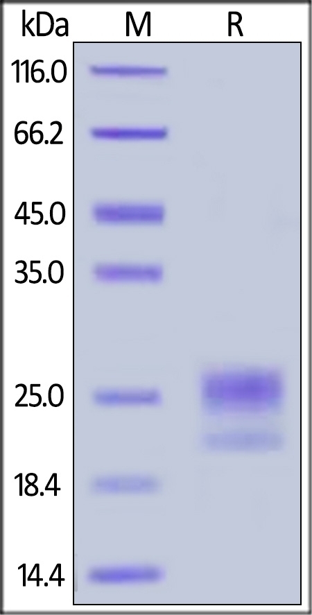 HE1 Recombinant Protein