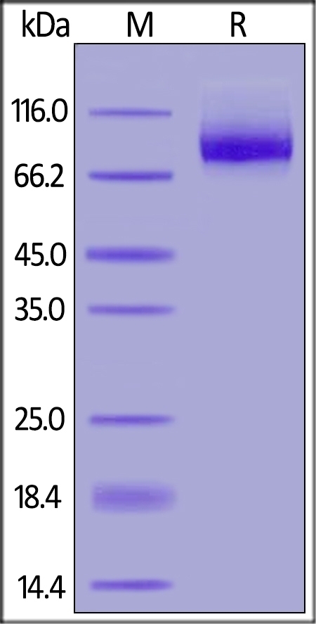 Neuropilin 1 Recombinant Protein