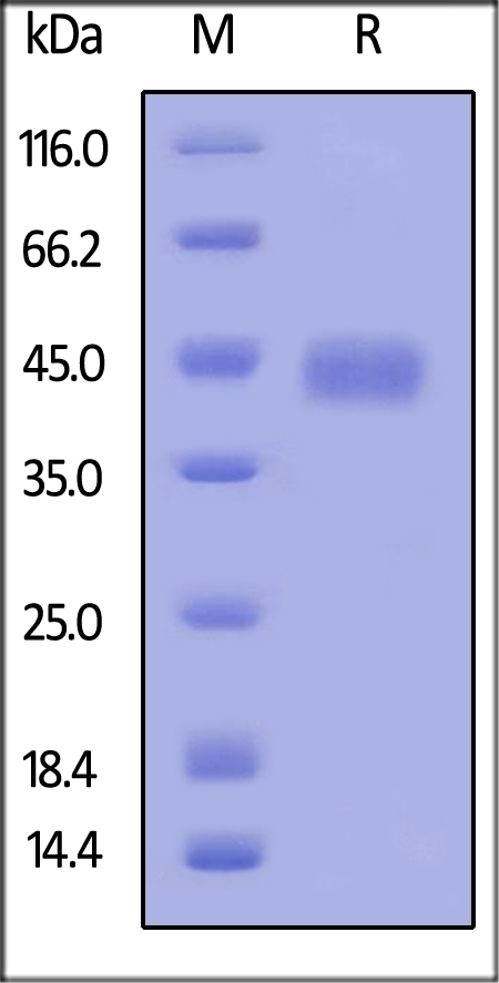 CD134 Recombinant Protein