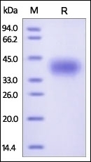 CD200 Recombinant Protein