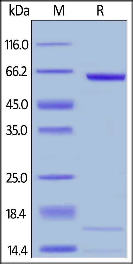 PCSK9 Recombinant Protein