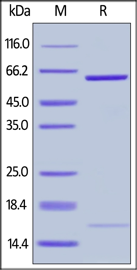 PCSK9 (D374Y) Recombinant Protein