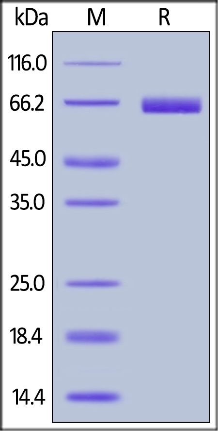 PDL1 Recombinant Protein