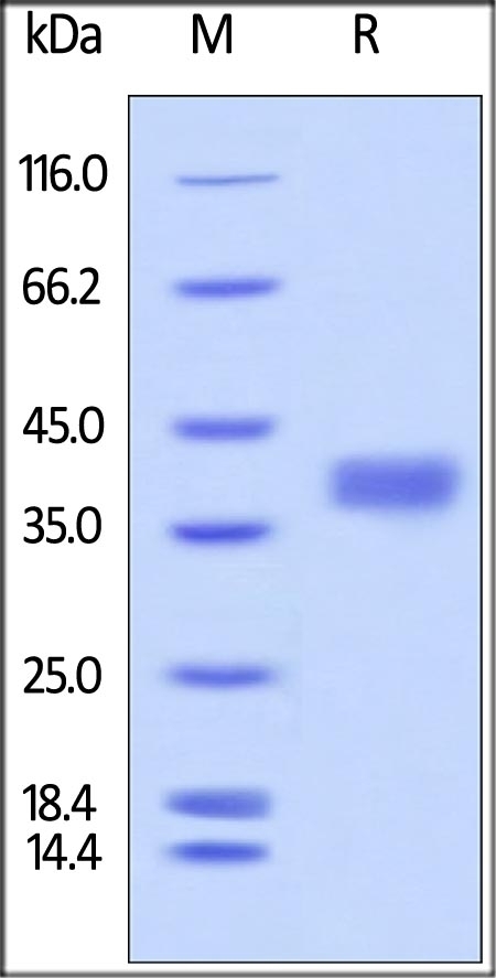 PDL1 Recombinant Protein
