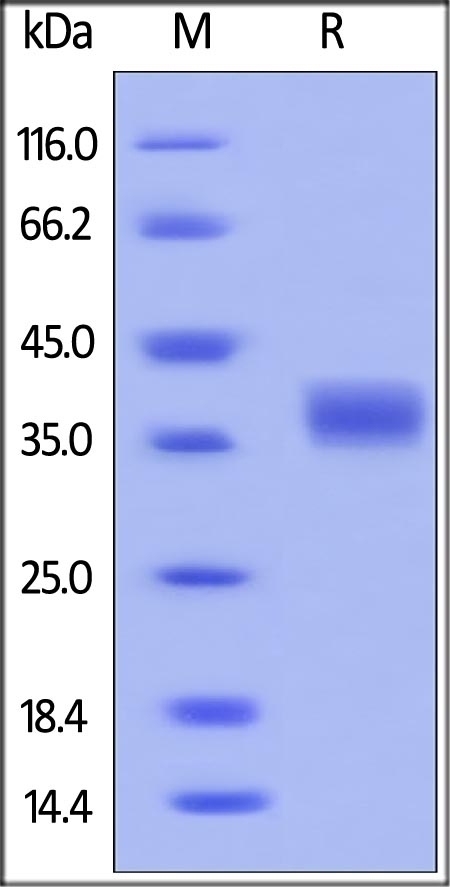 PDL1 Recombinant Protein