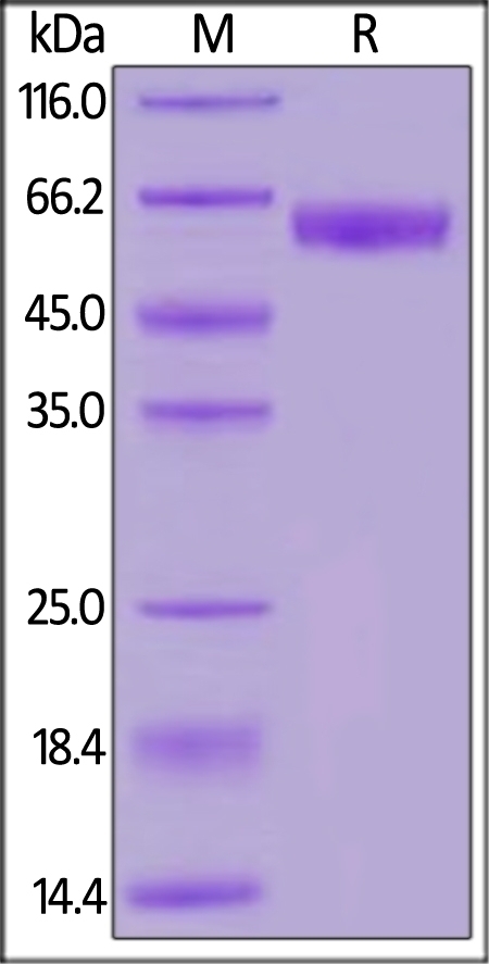 PD1 Recombinant Protein
