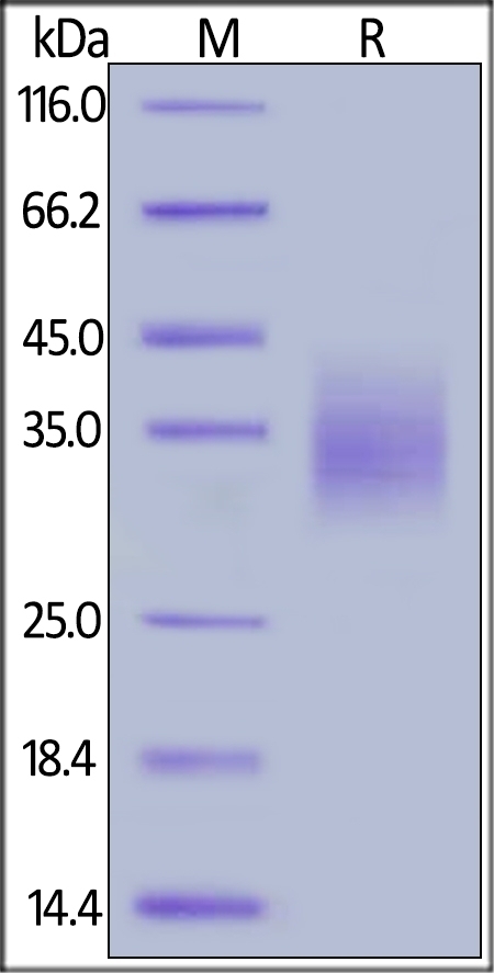 PD1 Recombinant Protein