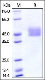 PDL1 Recombinant Protein