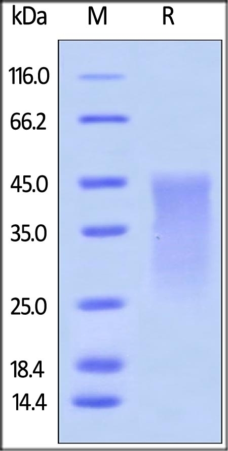 PD1 Recombinant Protein