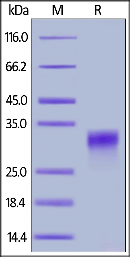 PlGF Recombinant Protein