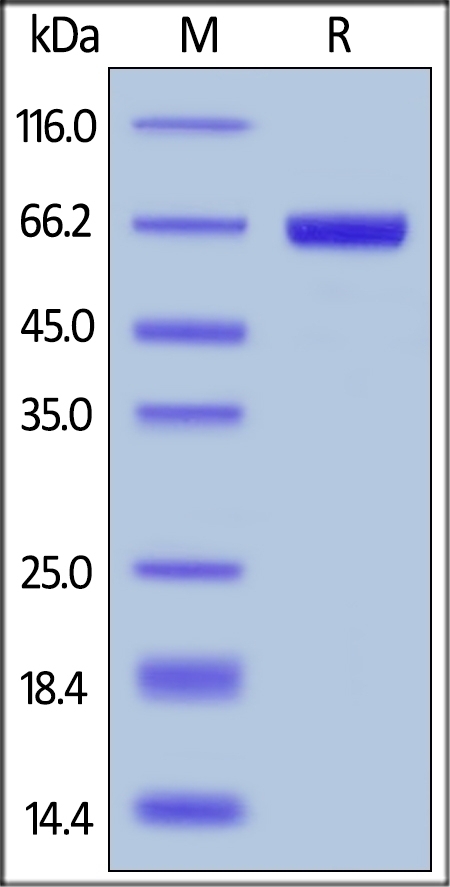 PH20 Hyaluronidase Recombinant Protein