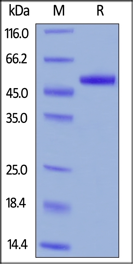PLAU Recombinant Protein