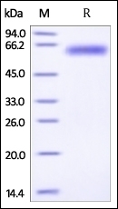 ROR 1 Recombinant Protein