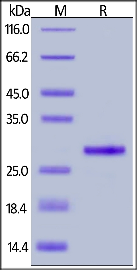 Protein G Recombinant Protein