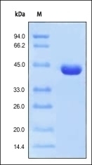 Protein L Recombinant Protein