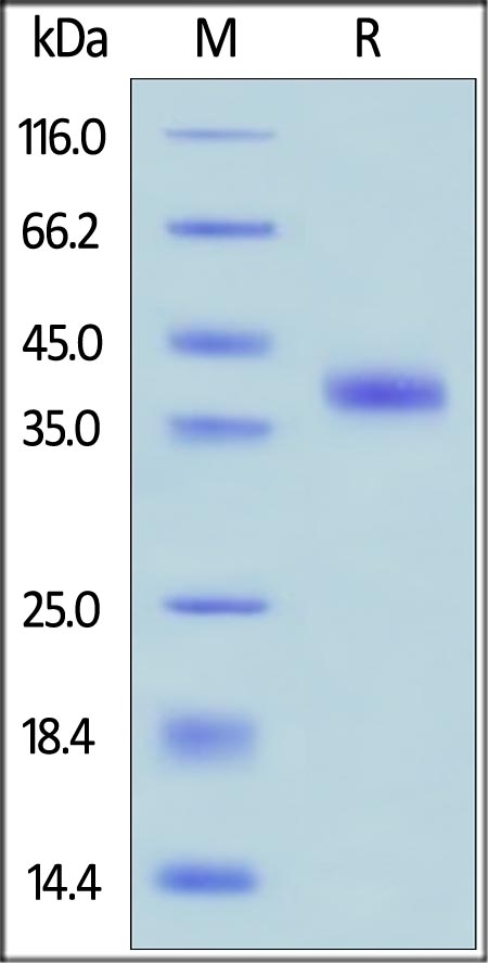 Rspondin 1 Recombinant Protein