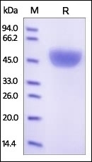 Serpin A1 Recombinant Protein