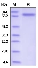 Semaphorin 4A Recombinant Protein