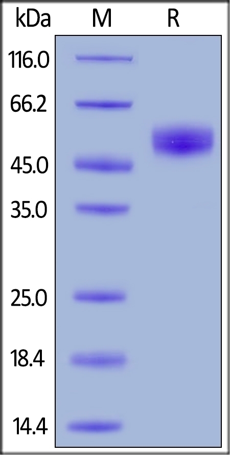 SIRP alpha Recombinant Protein