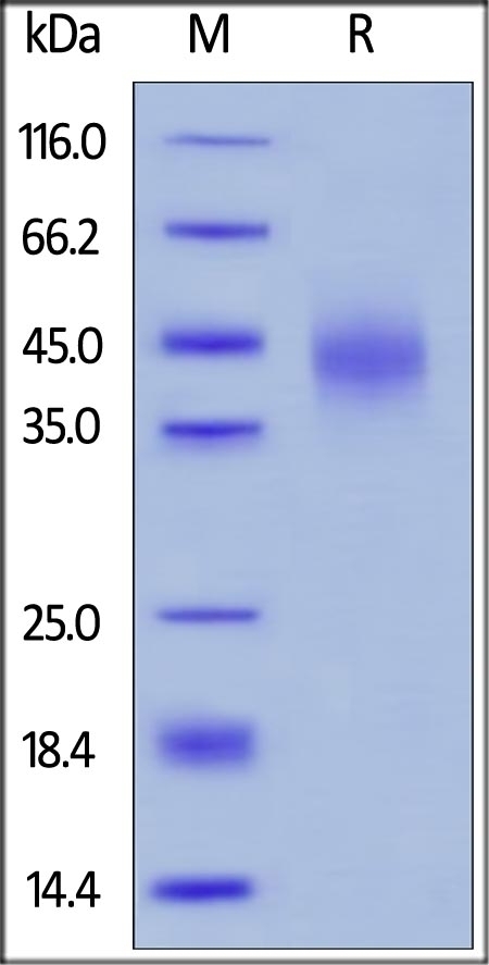 TFPI Recombinant Protein