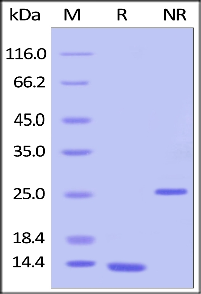 TGF Beta 1 Recombinant Protein