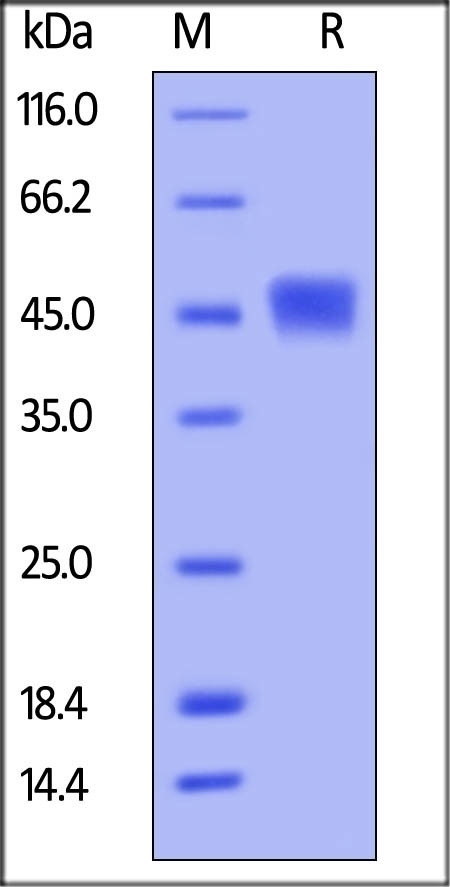 TIM3 Recombinant Protein