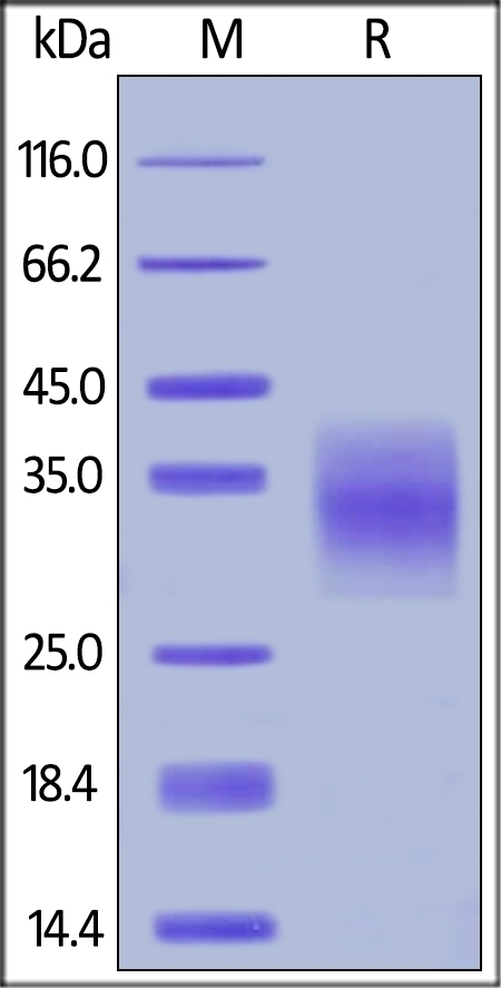 TNFR1 Recombinant Protein