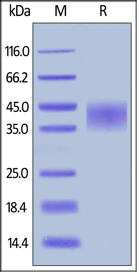 TNFRII Recombinant Protein