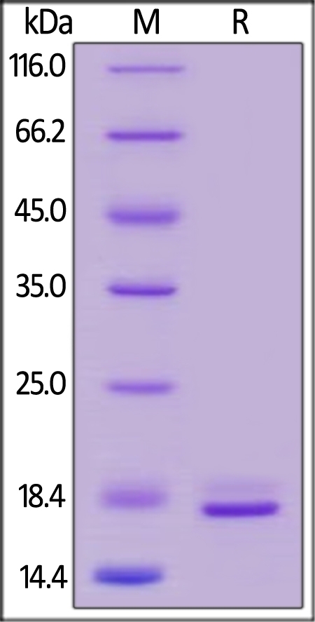 TNF alpha Recombinant Protein (HEK293 Expressed)