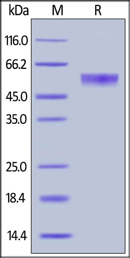 Osteoprotegerin Recombinant Protein