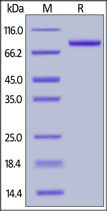 Osteoprotegerin Recombinant Protein