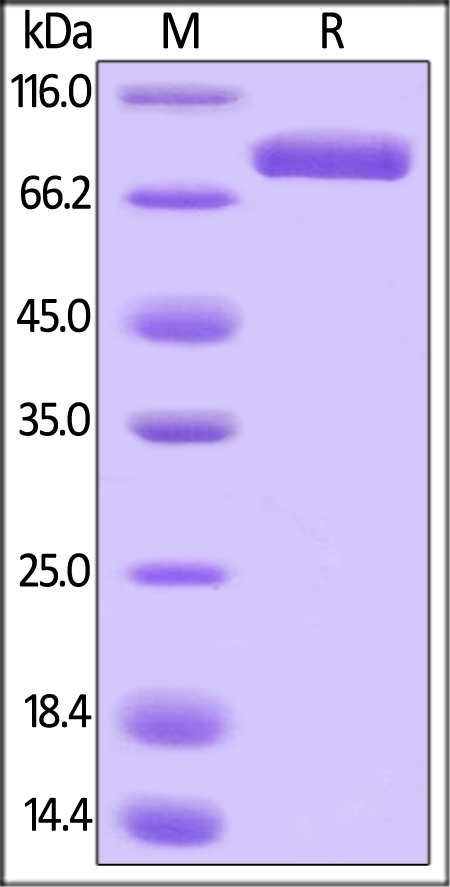 Transferrin Recombinant Protein