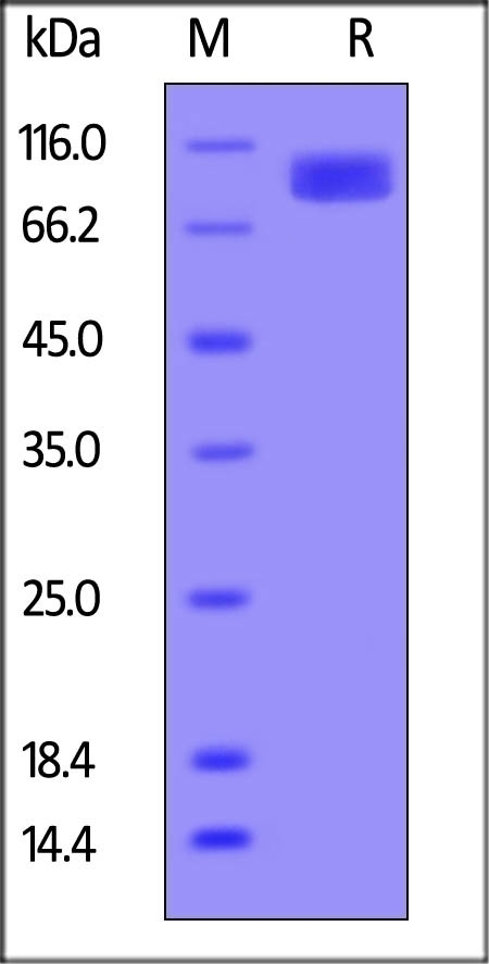 VCAM 1 Recombinant Protein