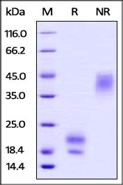 VEGF 121 Recombinant Protein