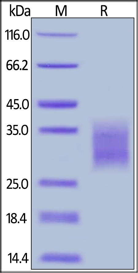 4-1BB Recombinant Protein