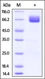 B7-1 Recombinant Protein