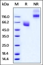 CD47 Recombinant Protein