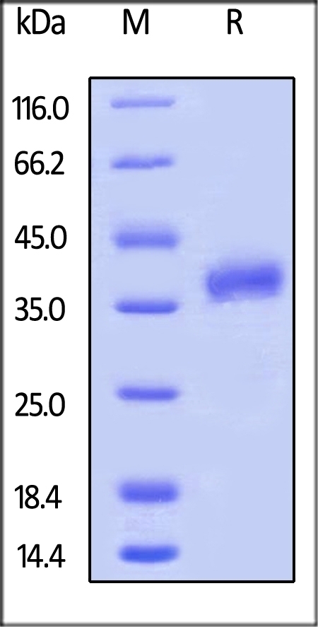 FOLR1 Recombinant Protein