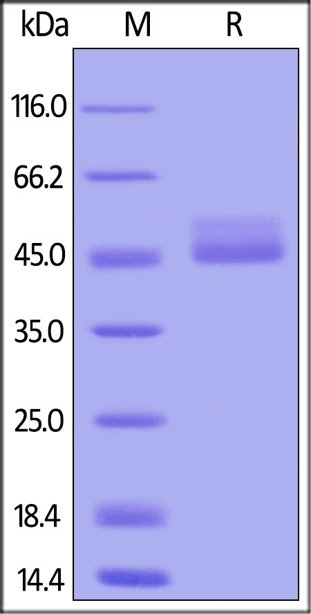 TIGIT Recombinant Protein